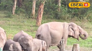 বুনো হাতি 