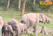 হাতির হানায় ফের প্রাণ গেল মহিলার! আলিপুরদুয়ারে পরপর আক্রমণ, বাড়ছে উদ্বেগ