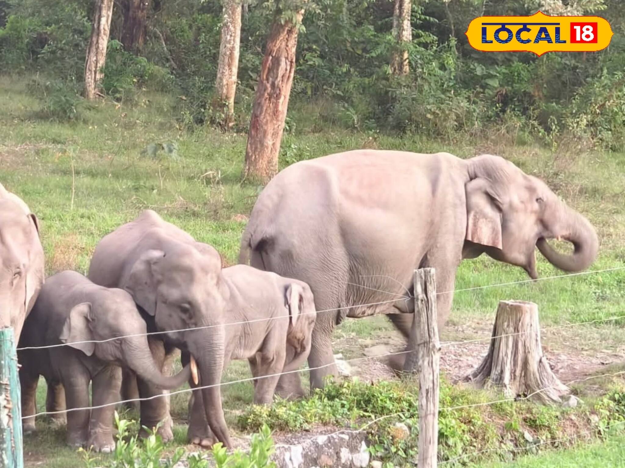 হাতির হানায় ফের প্রাণ গেল মহিলার! আলিপুরদুয়ারে পরপর আক্রমণ, বাড়ছে উদ্বেগ