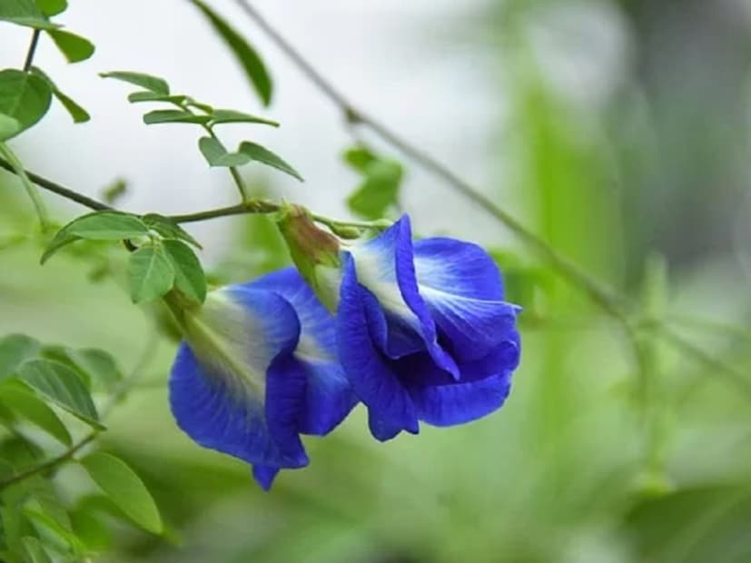 অপরাজিতা ফুল মূলত দুই রকমের হয়—একটি ঘন নীল রঙের এবং অন্যটি সাদা রঙের। যদি আপনি ঘরে অপরাজিতা গাছ লাগানোর পরিকল্পনা করে থাকেন, তবে বাস্তুশাস্ত্রের নিয়ম মেনে গাছ লাগানো অত্যন্ত জরুরি, যাতে গৃহে শুভ ফলাফল পাওয়া যায় এবং জীবনে বিজয় লাভ হয়। 