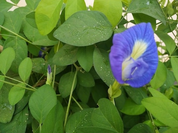 সাবধান! পশ্চিম ও দক্ষিণ দিকে অপরাজিতা গাছ লাগালে জীবনে বাড়তে পারে সমস্যা ও দারিদ্র্য! সাবধান! পশ্চিম ও দক্ষিণ দিকে অপরাজিতা গাছ লাগালে জীবনে বাড়তে পারে সমস্যা ও দারিদ্র্য!