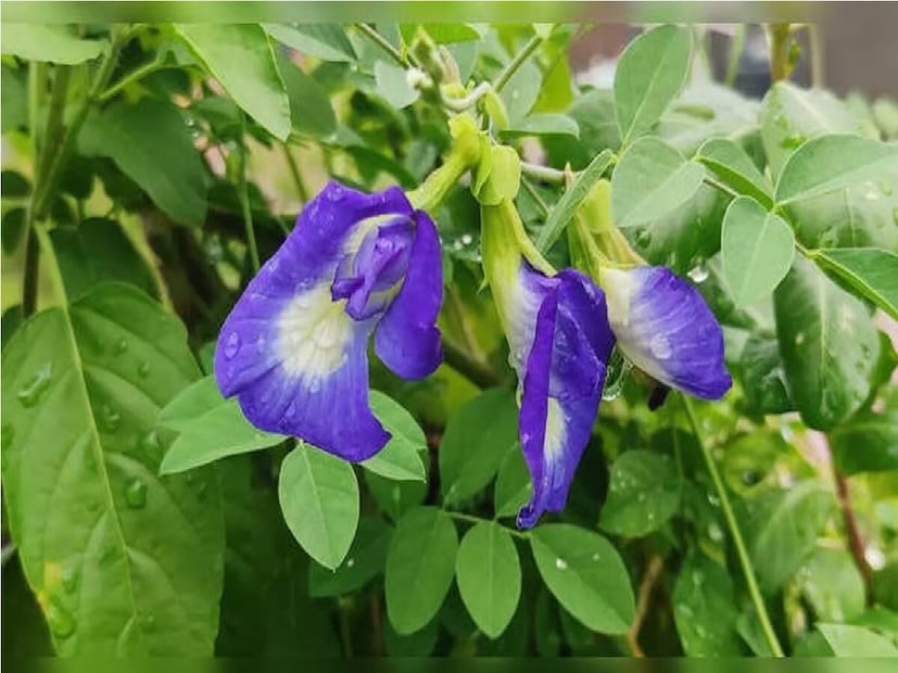 অপরাজিতা গাছ ঘরে লাগালে কর্মক্ষেত্রে সাফল্য লাভ হয় এবং ক্যারিয়ারে আসা বাধা দূর হয়। পূর্ণিয়ার বাস্তুশাস্ত্র বিশেষজ্ঞ পণ্ডিত মনোত্পল ঝা জানিয়েছেন, শাস্ত্র অনুযায়ী অপরাজিতা গাছের বিশেষ গুরুত্ব রয়েছে। এমনকি নবরাত্রির সময় দেবী দুর্গাকে অপরাজিতা ফুল অর্পণ করার রীতি আছে। 