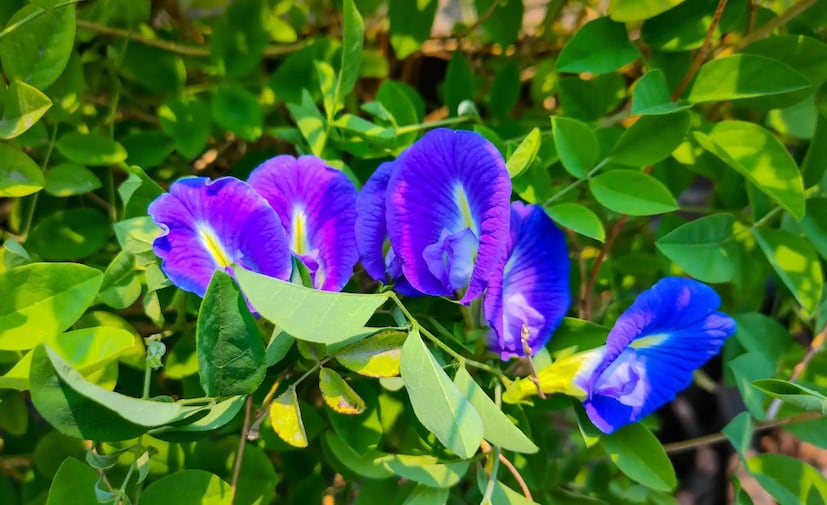পণ্ডিত মনোত্পল ঝা আরও বলেন, গাছ রোপণের সময় তার দিক নির্ধারণ করা অত্যন্ত গুরুত্বপূর্ণ, নইলে শুভ ফলের পরিবর্তে অশুভ ফলাফল আসতে পারে। অপরাজিতা গাছ সঠিক স্থানে রোপণ করলে গৃহস্থ জীবনে সমৃদ্ধি ও সুখ শান্তির আগমন ঘটে। 