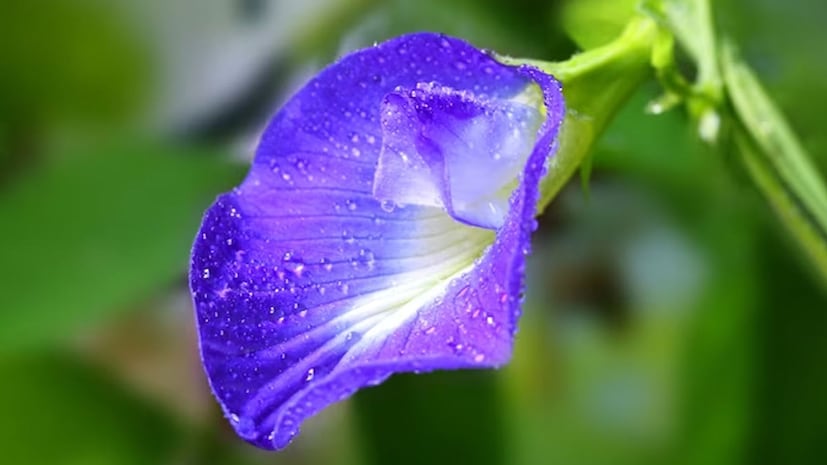 বাস্তুশাস্ত্র মতে, ঈশান কোন অর্থাৎ উত্তর-পূর্ব দিক হলো অপরাজিতা গাছ লাগানোর জন্য সর্বাধিক শুভ স্থান। এছাড়াও, পূর্ব দিকেও গাছটি লাগানো যেতে পারে। কারণ, এই দিকগুলি দেবদেবীদের দিক হিসেবে বিবেচিত হয়, ফলে এই দিকে গাছ লাগালে দেবতাদের আশীর্বাদ পাওয়া যায়। 