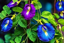 সাবধান! পশ্চিম ও দক্ষিণ দিকে অপরাজিতা গাছ লাগালে জীবনে বাড়তে পারে সমস্যা ও দারিদ্র্য!