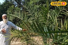 আরবের খেজুর চাষ করে নজির বসিরহাটের সিরাজুলের, দেখাচ্ছেন নতুন আয়ের দিশা!