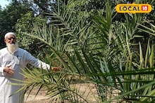 Money Making Tips: আরবের খেজুর চাষ করে নজির বসিরহাটের সিরাজুলের, দেখাচ্ছেন নতুন আয়ের দিশা! সাফল্যের গল্প অনুপ্রাণিত করছে অন্য চাষিদেরও