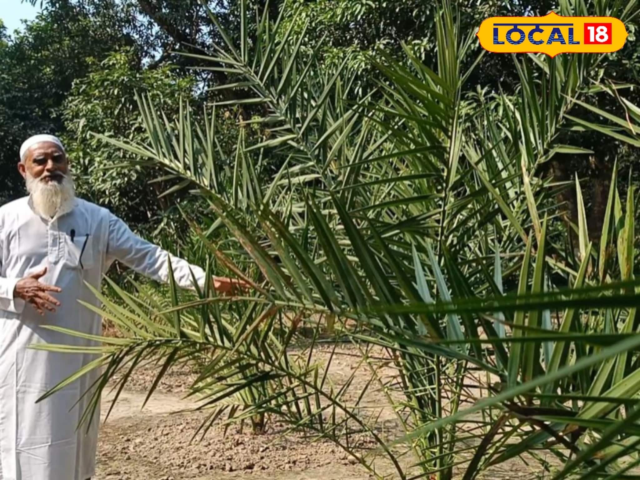 আরবের খেজুর চাষ করে নজির বসিরহাটের সিরাজুলের, দেখাচ্ছেন নতুন আয়ের দিশা!