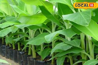 উত্তরবঙ্গের চাষিদের জীবন বদলাতে বিশেষ কলা চারাগাছ বিতরণ দফতরের