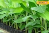 উত্তরবঙ্গের চাষিদের জীবন বদলাতে বিশেষ কলা চারাগাছ বিতরণ দফতরের