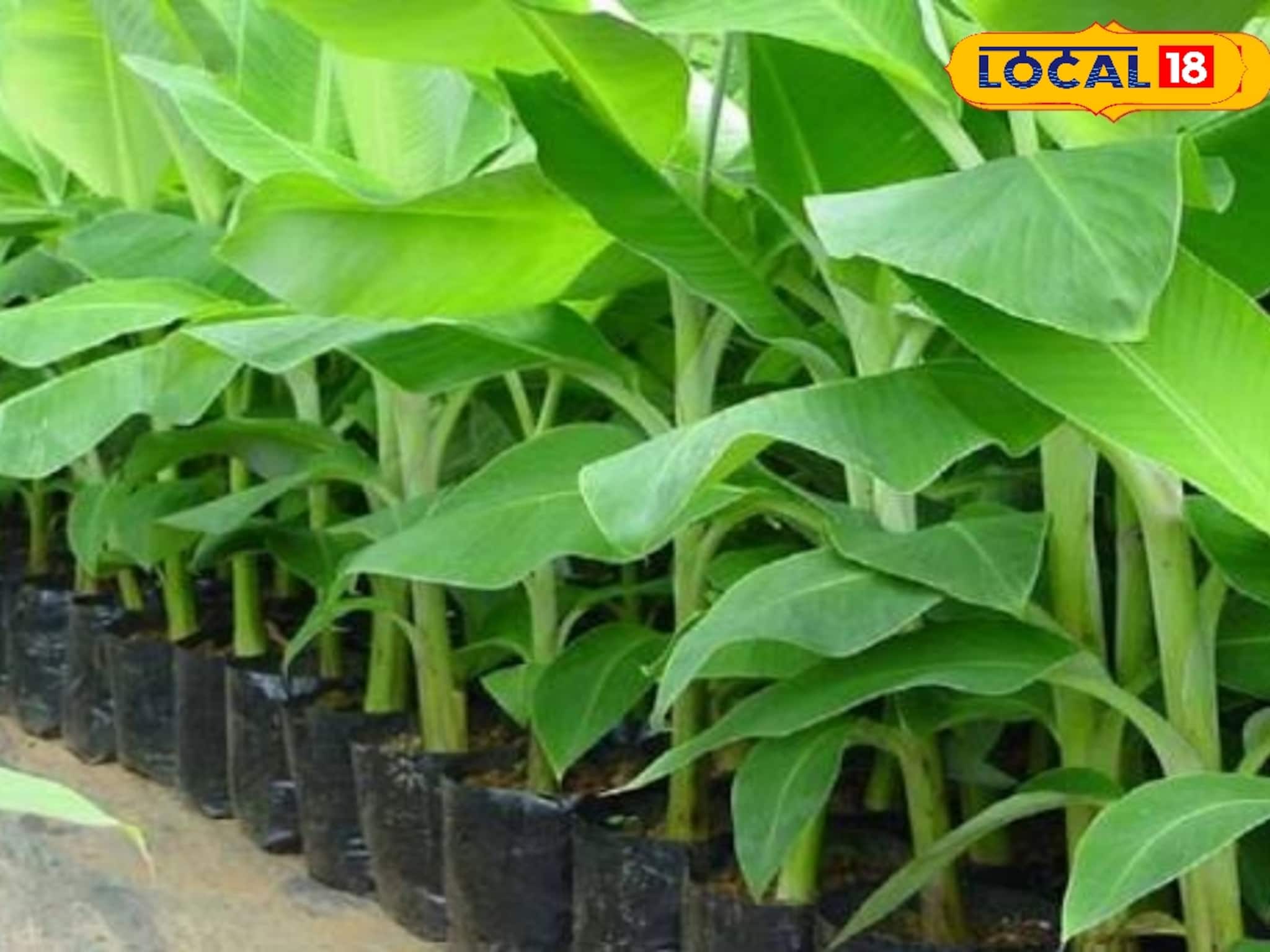 Banana Cultivation: ৬ মাসেই ফলবে গাদা গাদা কলা! আয় হবে অঢেল, চাষিদের জীবন বদলাতে পারে 'এই' বিশেষ চারা, বিতরণ করছে দফতর