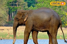Elephant at Bankura: ধান কাটার মরশুমে বাঁকুড়ায় ঘুরছে দলছুট দাঁতাল, বিভিন্ন রেঞ্জে রয়েছে আরও শ'খানেক! কৃষকদের ঘুম নেই