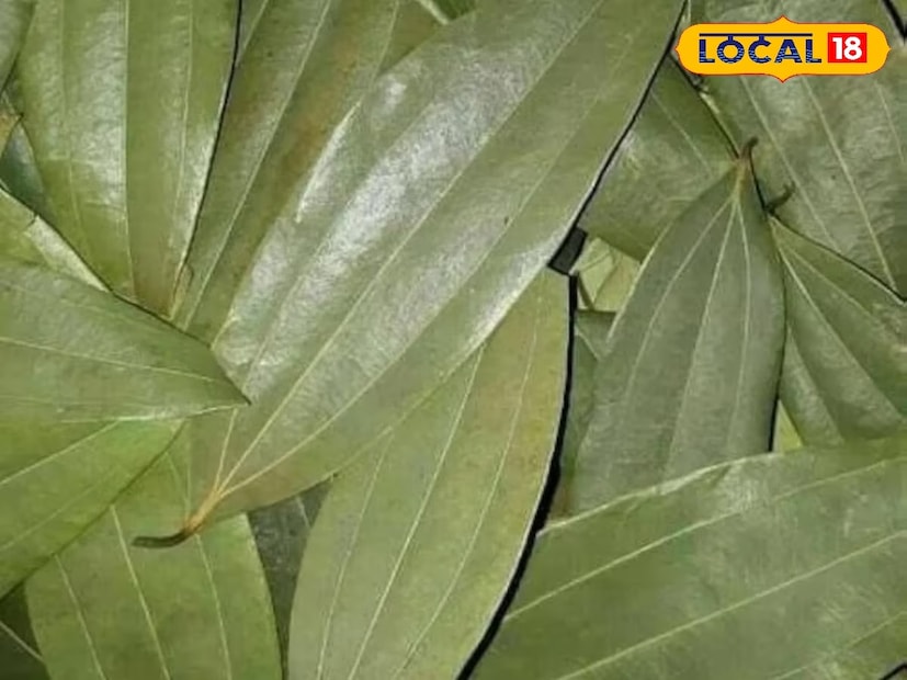 বলা হয়, সামগ্রিকভাবে শরীরের রোগ প্রতিরোধ ক্ষমতা বৃদ্ধিতেও তেজ পাতা পোড়ার গন্ধ বিশেষভাবে কার্যকর হয়ে থাকে। তাহলে দেরি না করে শরীর ও মন চাঙ্গা রাখতে ঘরে ব্যাবহার করুন তেজপাতার ধোঁয়া।