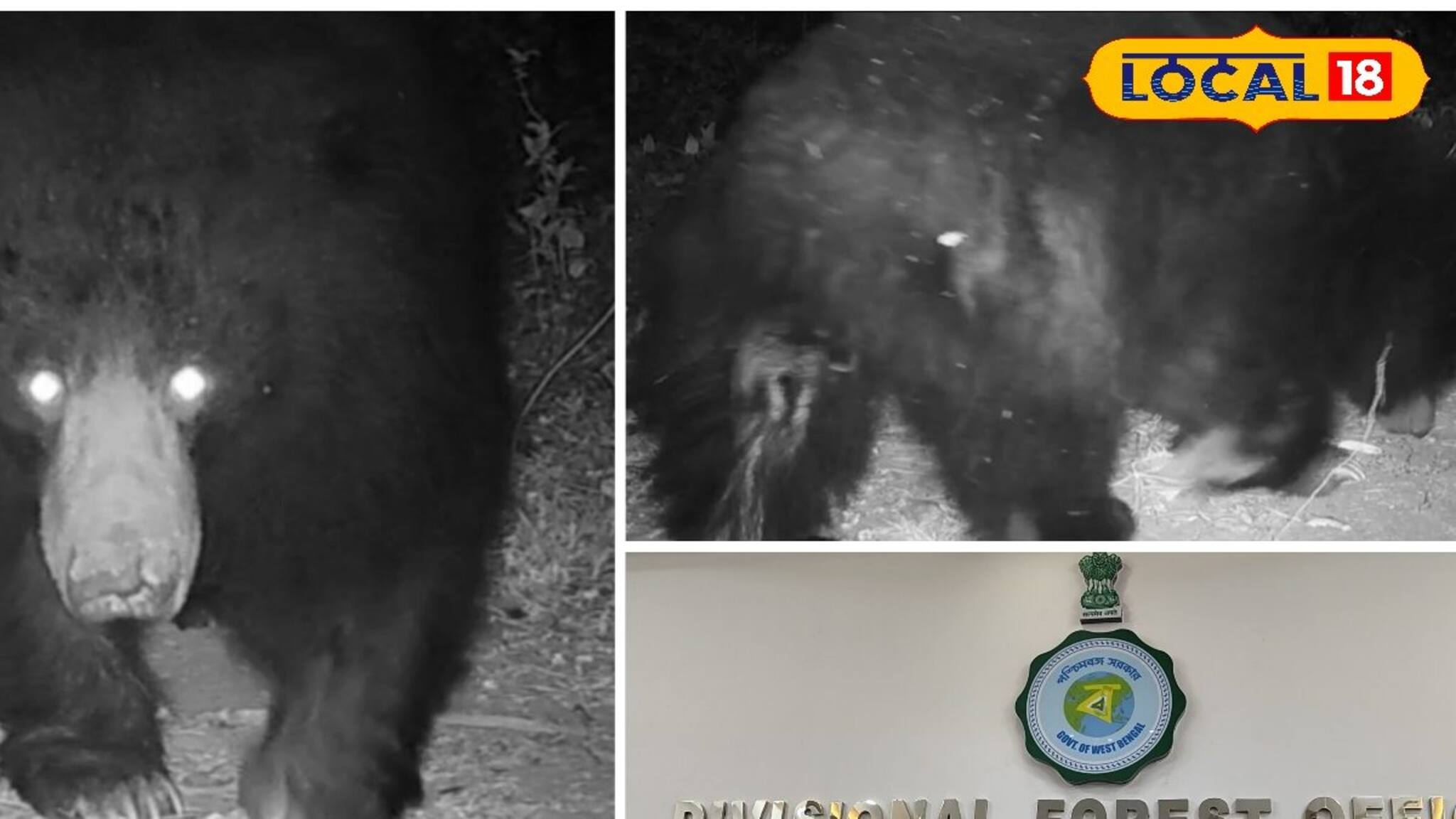 পুরুলিয়ার জঙ্গলে এবার ভাল্লুক, ধরা পড়ল বন দফতরের ট্র্যাপ ক্যামেরায়