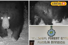 Bear In Purulia : শীতের আগেই খুশির হাওয়া পুরুলিয়ায়, বন দফতরের ট্র্যাপ ক্যামেরায় ধরা পড়ল ভাল্লুক