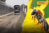 উপার্জনের নয়া দিশা, চোরাচালানকারীদের যম, দুই-ই হয়ে উঠবে মৌমাছি! বিশেষ প্রশিক্ষণ নিচ্ছে BSF