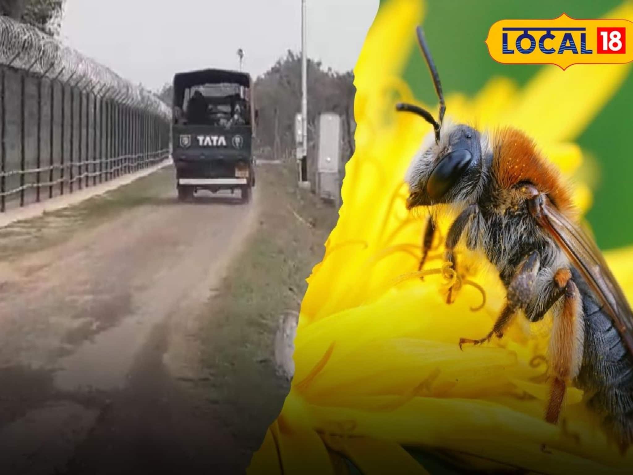 উপার্জনের নয়া দিশা, চোরাচালানকারীদের যম, দুই-ই হয়ে উঠবে মৌমাছি! নদিয়ায় বিশেষ প্রশিক্ষণ নিচ্ছে BSF উপার্জনের নয়া দিশা, চোরাচালানকারীদের যম, দুই-ই হয়ে উঠবে মৌমাছি! নদিয়ায় বিশেষ প্রশিক্ষণ নিচ্ছে BSF