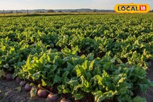 Money Making Tips: গমের পরিবর্তে এই বিশেষ জাতের বিটরুট বপন করুন, ১০০ দিনে ৬ লাখ টাকা লাভ