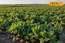 গমের পরিবর্তে এই বিশেষ জাতের বিটরুট বপন করুন, ১০০ দিনে ৬ লাখ টাকা লাভ