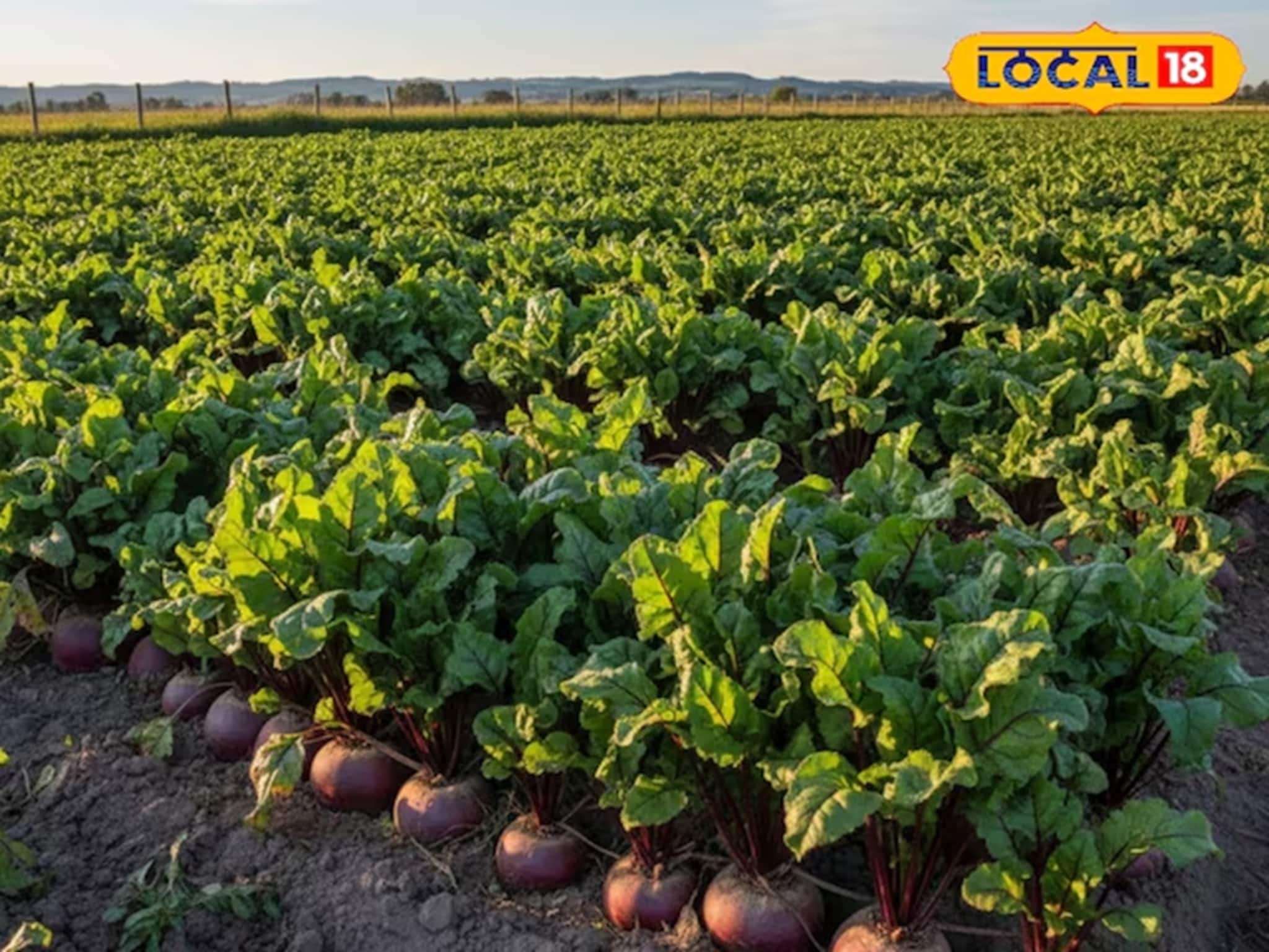 Money Making Tips: গমের পরিবর্তে এই বিশেষ জাতের বিটরুট বপন করুন, ১০০ দিনে ৬ লাখ টাকা লাভ