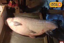 গঙ্গায় 'ওটা কী' ধরা পড়ল! কিনতে আর দেখতে সকাল থেকে দুপুর পর্যন্ত ভিড়!