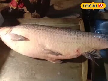 একি মাছ না দৈত্য! শান্তিপুরের বাজারে ২৮ কেজির মাছ দেখতে সকাল থেকেই উপচে পড়া ভিড়