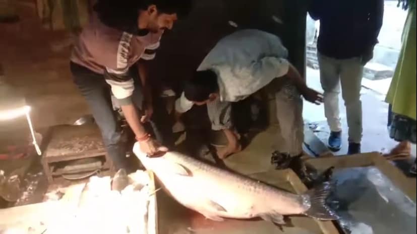 পঙ্কজ রায়ের আশা, এই বিশাল মাছের কারণে আজকের ব্যবসা ভালই হবে। স্থানীয়দের কথায়, “এত বড় মাছ বহুদিন পর দেখা গেল। শুধু মাছ কেনা নয়, দেখাটাই এক অভিজ্ঞতা।”(তথ্য ও ছবি- মৈনাক দেবনাথ) 