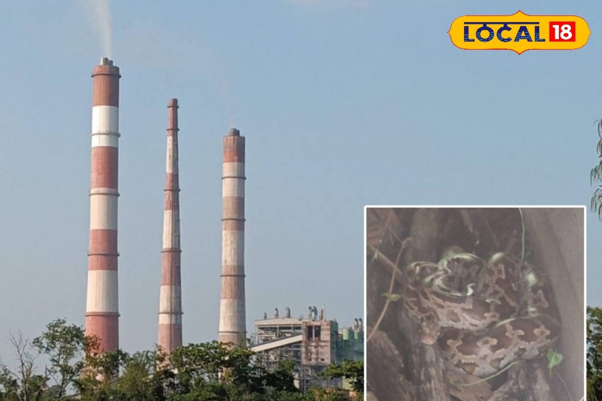 Python Rescue : দেখেই হাত-পা ঠাণ্ডা হয়ে গেল কর্মীদের, নর্দমায় পড়ে দৈত্যাকার অজগর! বক্রেশ্বর তাপবিদ্যুৎ কেন্দ্রে তুমুল হইচই