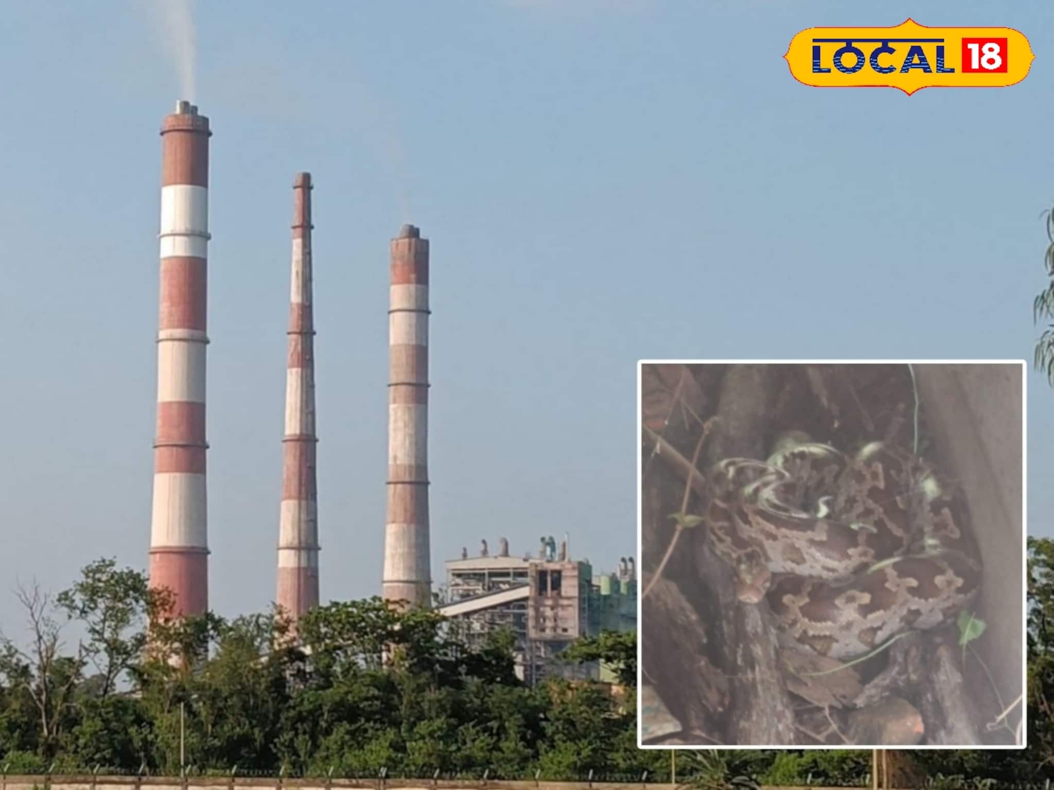 ভয়ে হাত-পা ঠাণ্ডা কর্মীদের, নর্দমায় পড়ে দৈত্যাকার অজগর! বক্রেশ্বরে তুমুল হইচই