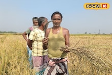 বাদামি শোষকের আক্রমণে নষ্ট ধান, রক্ষার উপায় বলে দিলেন কৃষি আধিকারিক