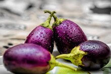 শীত পড়তেই হয় বেগুনপোড়া বা বেগুনভাজা! শরীরে এর প্রভাব কেমন, জানাচ্ছেন বিশেষজ্ঞ