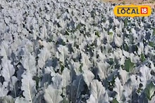 Money Making Tips: সময়ে চাষ করলে মিলবে ৩বার ফলন, ২ মাসেই প্রচুর টাকা লাভের সুযোগ! কৃষি দফতরের দেওয়া বীজ পেয়ে খুশি চাষিরা