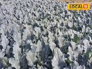 ব্রকোলি