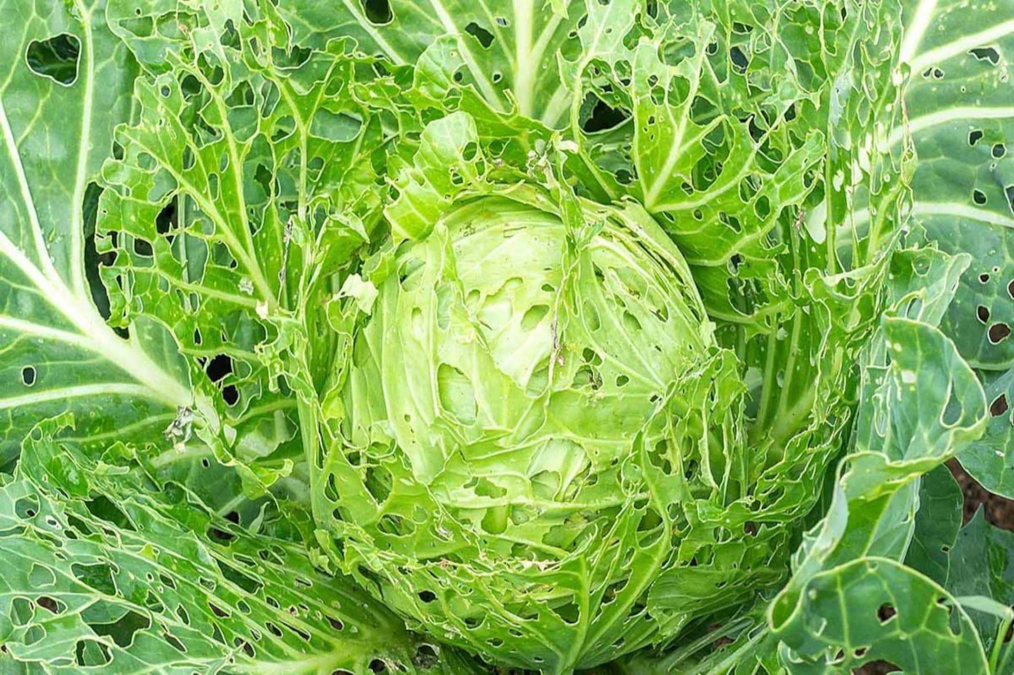 শীতের বাঁধাকপিতে কিলবিল করছে লুকিয়ে থাকা 'পোকা'...! ভিনিগার দিয়ে করুন ছোট্ট 'ট্রিক', কিছুক্ষণেই বাইবাই বলবে পোকাকূল!