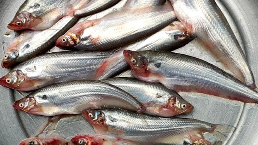 ঘরোয়া কালো-জিরের ঝোল হোক বা সর্ষে বাটার ঝাল লম্বা ছিপছিপে পাবদা মাছ পাতে পেলে খুশি না হয়ে পারেন না বেশিরভাগ বাঙালি। কিন্তু এই মাছ খেলে শরীরে কেমন প্রভাব পড়ে তা অনেকেই জানেন না? জেনে নিন এই পাবদা মাছ সম্পর্কে যাবতীয় গুণাগুণ।