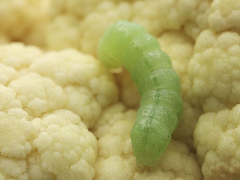 এই সবজিগুলিতে প্রায়শই এমন ধরণের সাদা সাদা কৃমির মতো পোকামাকড় থাকে যা সহজে সাদা চোখে দেখা যায় না। কখনও কখনও, পোকামাকড়গুলি বাঁধাকপির মতো রঙের হয়, যা তাদের শনাক্ত করা এবং বেছে ফেলার ক্ষেত্রে সমস্যা তৈরি করে।