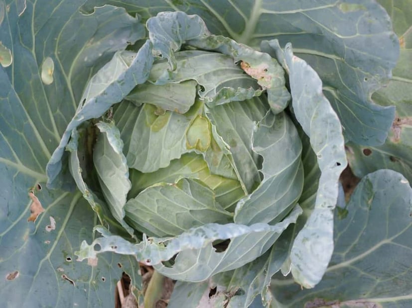 এই কারণেই অনেকে বাঁধাকপি খাওয়া এড়িয়ে চলেন। তবে, এক্ষেত্রে কিছু কার্যকর ও দুর্দান্ত সহজ প্রতিকার রয়েছে যা ফুলকপি এবং বাঁধাকপি থেকে পোকামাকড় নিমেষে দূর করতে সাহায্য করতে পারে ম্যাজিকের মতো।