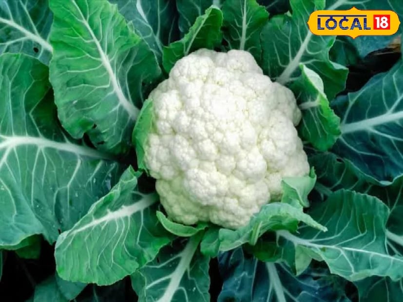 এবার আসা যাক পরিষ্কারের পদ্ধতিতে। প্রথমে ফুলকপিটিকে ছোট ছোট টুকরোয় কেটে নাও, অর্থাৎ প্রতিটি ফ্লোরেট আলাদা করে দাও যাতে সহজে পরিষ্কার করা যায়। একটি বড় পাত্রে হালকা গরম জল নাও—খেয়াল রেখো, জল যেন খুব বেশি গরম না হয়, তাহলে ফুলকপি নরম হয়ে যাবে।