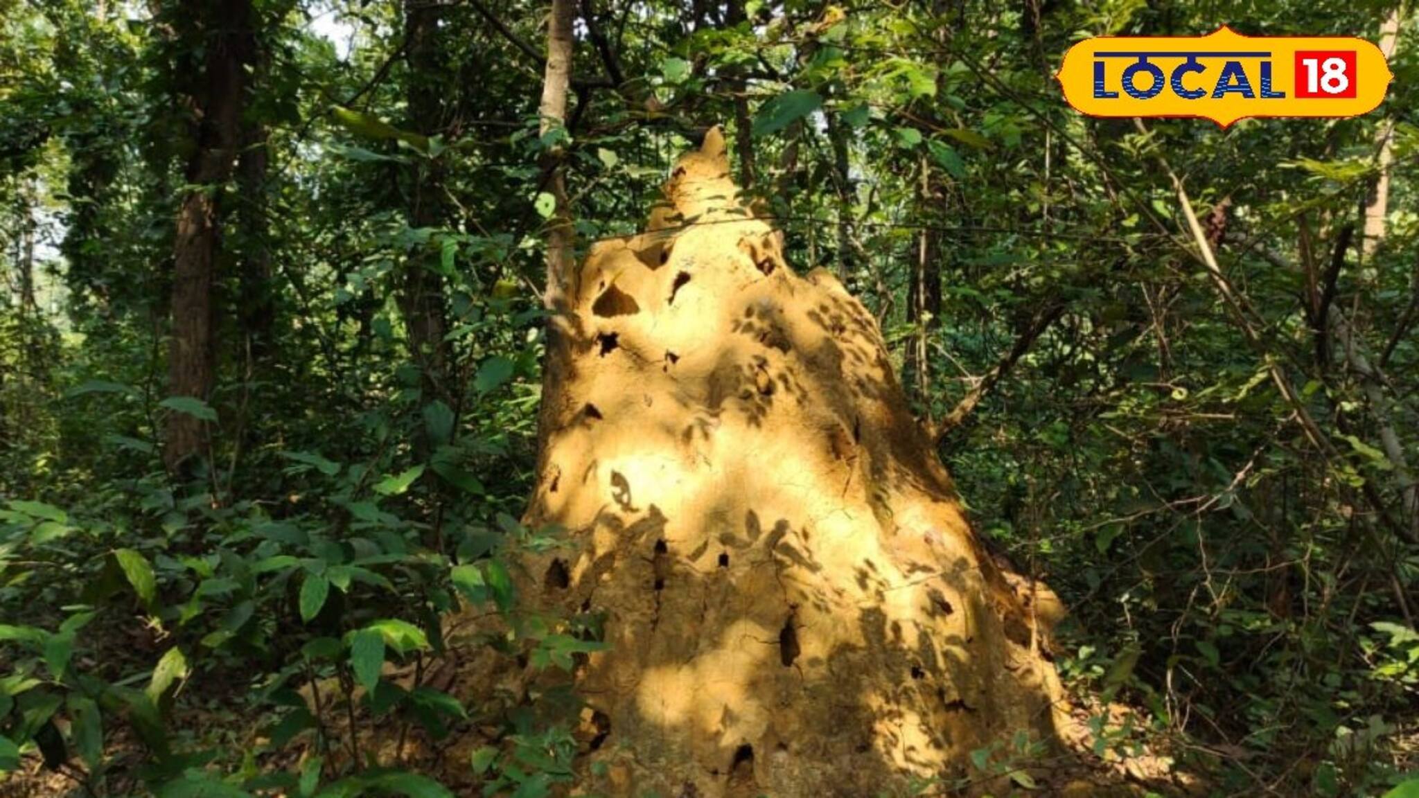 উইয়ের ঢিবি তো নয়, যেন রাজপ্রাসাদ! নিশ্ছিদ্র সুরক্ষা, অন্দরমহলের পুরোটা বিজ্ঞান নির্ভর