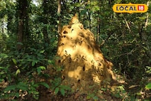 Termite House Fact: উইপোকার ঢিবি মোটেই সাধারণ নয়, যেন রাজপ্রাসাদ! ভিতরে শত শত টানেল, অন্দরমহলের পুরোটা বিজ্ঞান নির্ভর