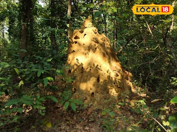 উইপোকার