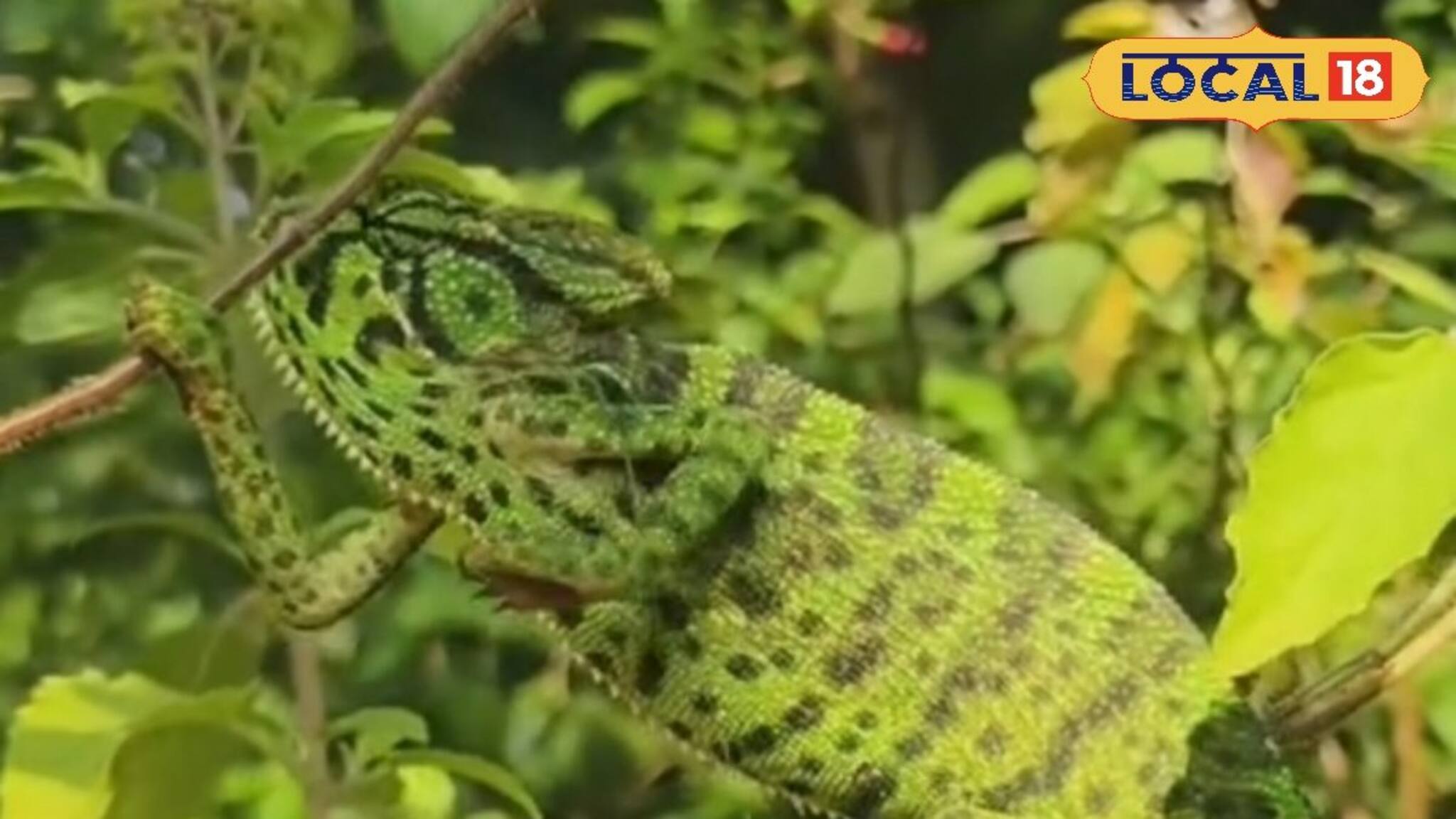 রঙ বদলায় চোখের পলকে, বহু বছর পর বিলুপ্তপ্রায় ক্যামেলিয়ন উদ্ধার চন্দ্রকোনায়