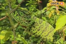 Chameleons Rescue : রঙ বদলায় চোখের পলকে, কিন্তু আজ বিরল! বহু বছর পর ক্যামেলিয়ন উদ্ধার চন্দ্রকোনায়