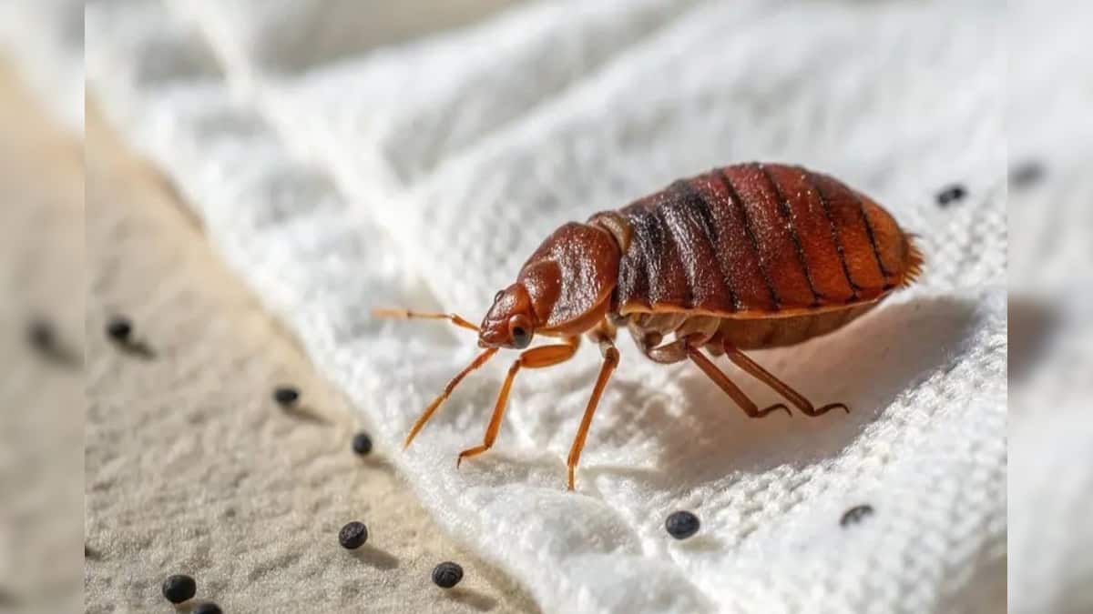 Charpuka Insect Chharpoka (Bedbugs) Tips: বালিশ, তোষক, বিছানা ছেঁকে ধরছে ছারপোকা ...