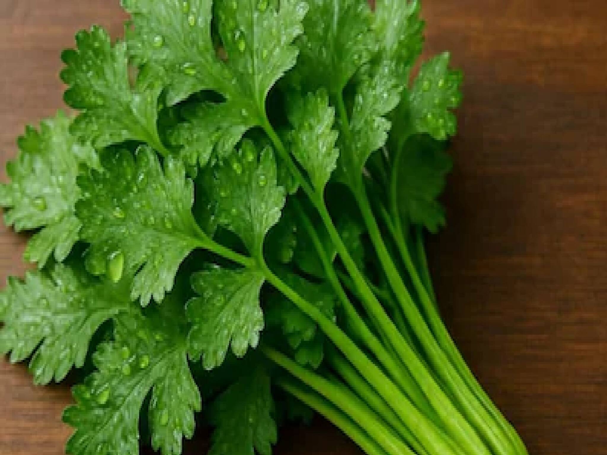 Hate Coriander ধনেপাতা খেতে খুব খারাপ লাগে যাঁদের, তাঁরা ভাল করে পড়ুন! বিজ্ঞানসম্মত 'কারণ' রয়েছে এর পিছনেও!