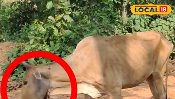 গৃহপালিত