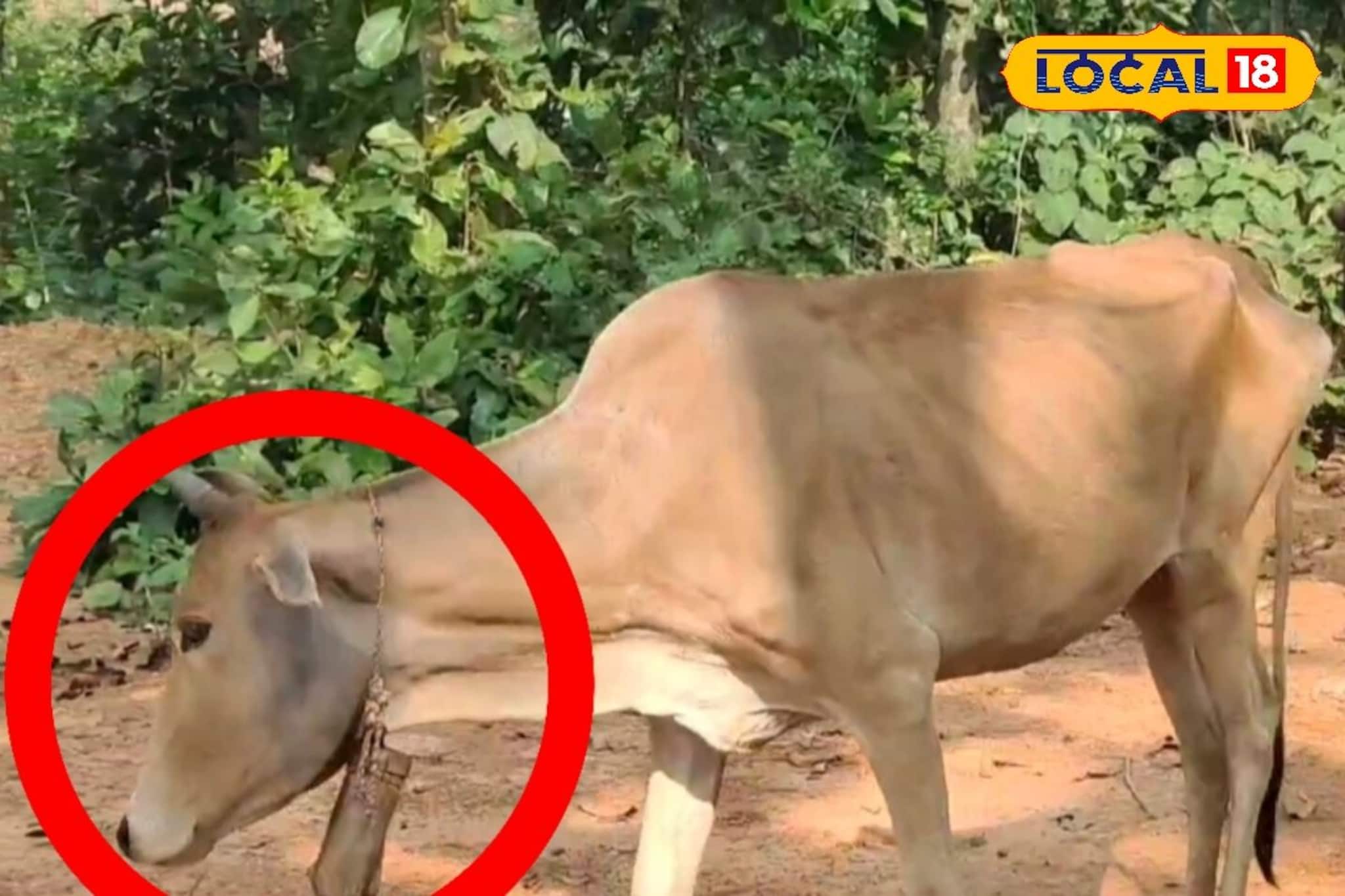 গরু-ছাগল গৃহপালিত পশুদের গলায় ঘণ্টা বাঁধেন গ্রামের বাসিন্দারা! পিছনে রয়েছে চমকপ্রদ কারণ