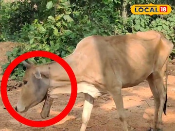 গৃহপালিত