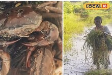 Crab Culture: জাল ফেলে সহজেই ধরা যায় মাছ, হিমশিম খেতে হয় কাঁকড়ায়! পুরো প্রক্রিয়ায় সময় লাগে বেশ কয়েক ঘণ্টা