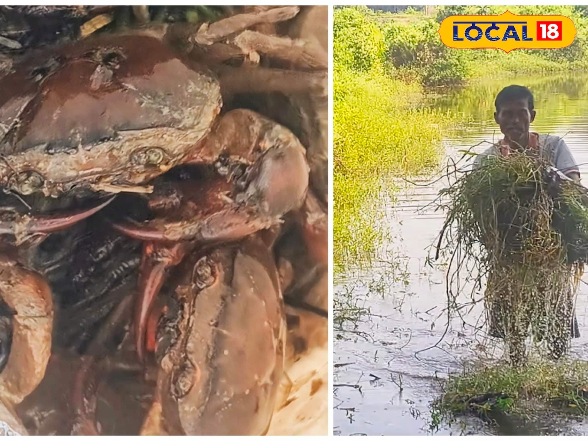 জাল ফেলে সহজেই ধরা যায় মাছ, হিমশিম খেতে হয় কাঁকড়ায়!পুরো প্রক্রিয়াই সময় লাগে বেশ কয়েক ঘণ্টা